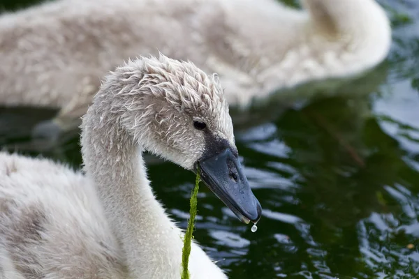 Bella giovane cigno sta mangiando le alghe — Foto Stock