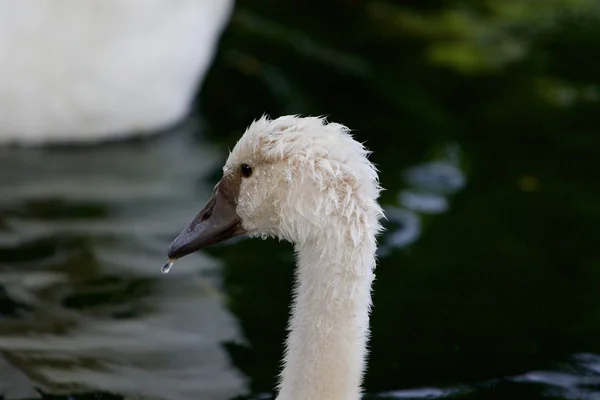 The close-up of the beautiful swan — Stock Photo, Image