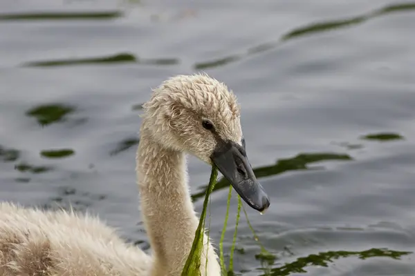 The swan is eating the algae — Stock Photo, Image