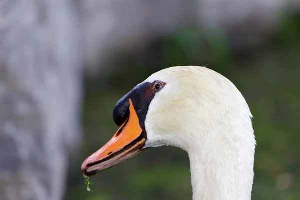 Il divertente ritratto del cigno — Foto Stock