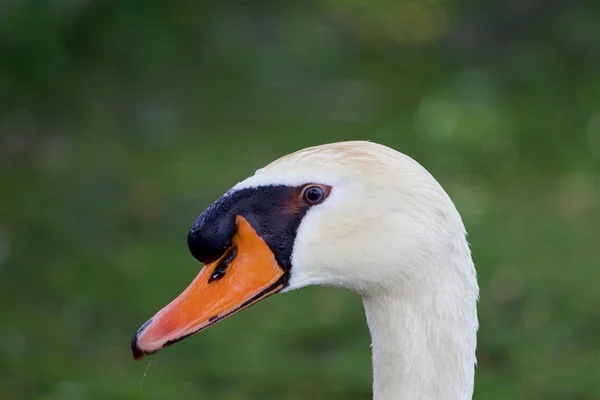 De close-up van de doordachte zwaan — Stockfoto