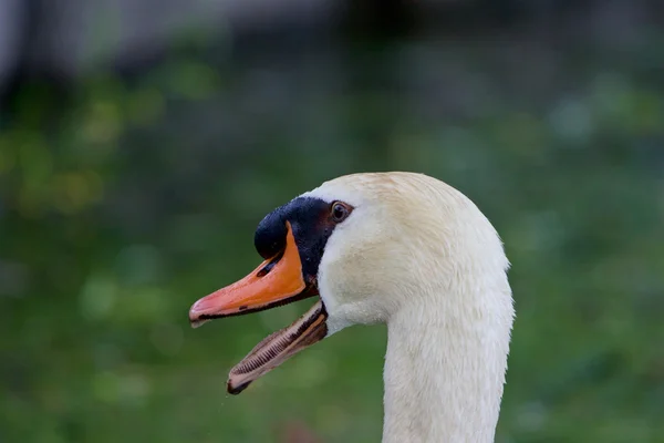 O cisne está muito surpreso — Fotografia de Stock