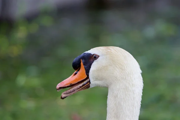 De twijfel — Stockfoto