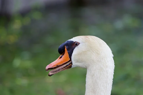 Skrämma — Stockfoto