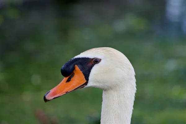 Il primo piano del cigno grave — Foto Stock