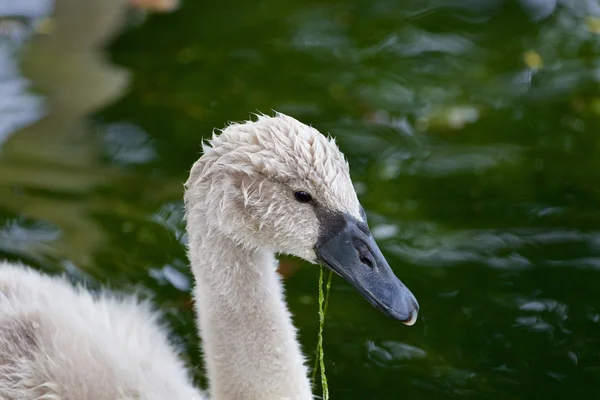 The close-up of the swan — Stock Photo, Image