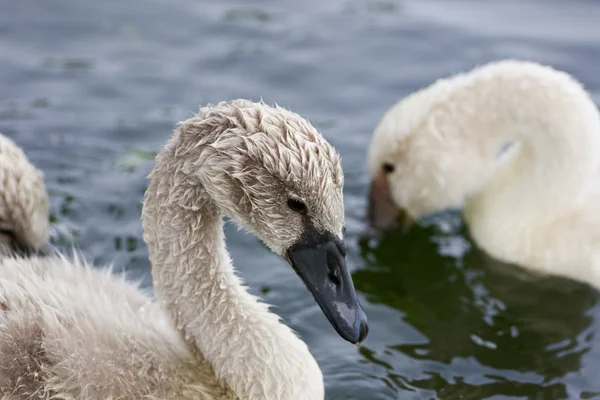 The young swans in the lake — Stock Photo, Image