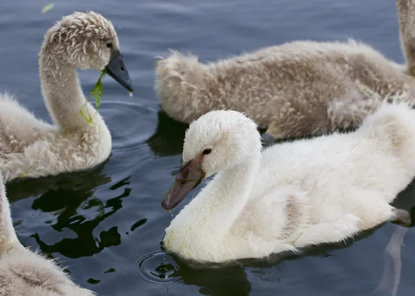 Young mute swans are swimming — Stock Photo, Image