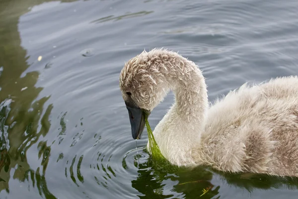 Il giovane cigno sta mangiando le alghe — Foto Stock