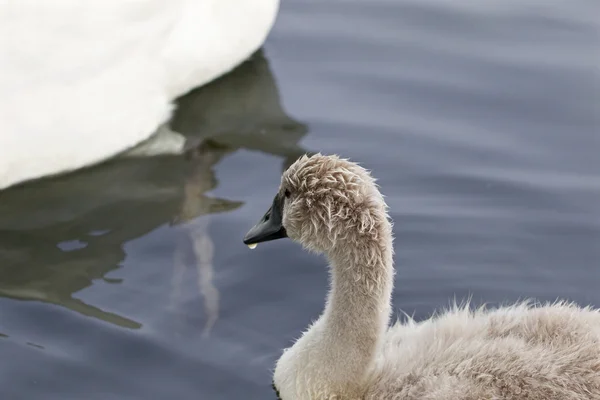 Der junge Schwan blickt zu seinen Eltern — Stockfoto