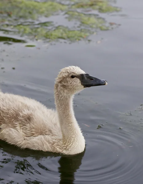 The young swan in the lake — Stock Photo, Image