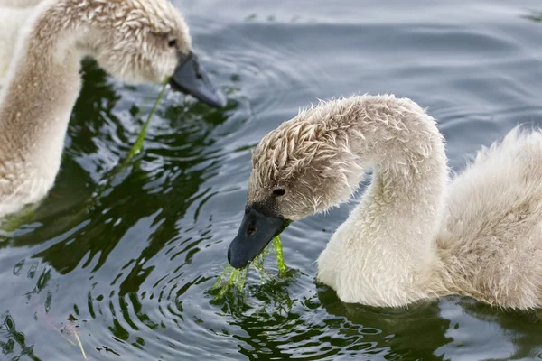 Due giovani cigni stanno mangiando — Foto Stock