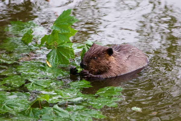 The funny beaver is eating the leaves — Stock Photo, Image