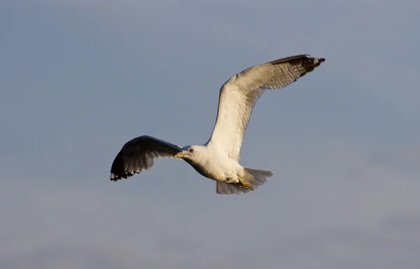 Der schöne Flug der Möwe — Stockfoto