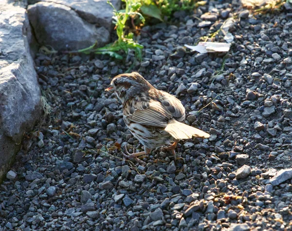 Il passero sta cercando il cibo. — Foto Stock