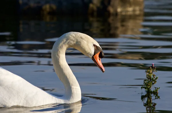 Swan güneşli akşam güzel yakın çekim — Stok fotoğraf