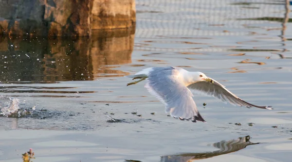 The gull's take off from the water — Stock Photo, Image