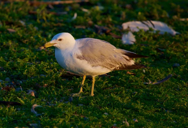 Le gros plan de la mouette — Photo