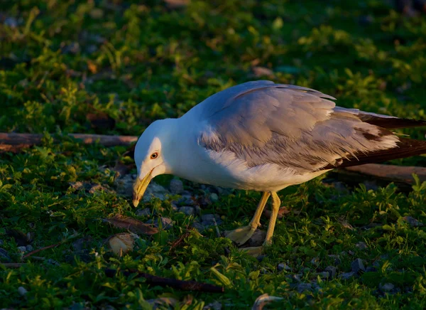 La mouette regarde la nourriture. — Photo