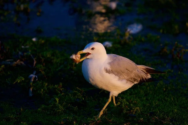 La gaviota en la tarde soleada — Foto de Stock