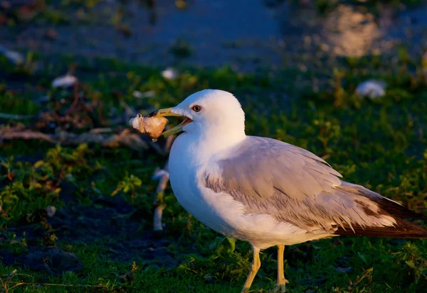 La gaviota pensativa con la comida — Foto de Stock