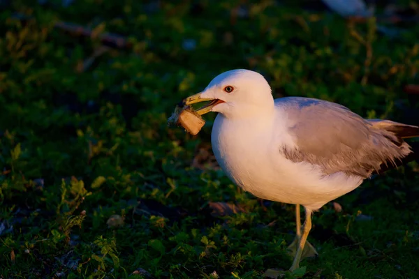 La mouette transporte la nourriture. — Photo