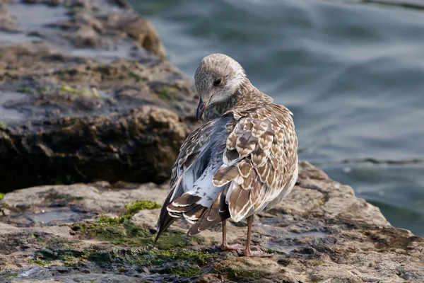 La gaviota está limpiando sus plumas — Foto de Stock