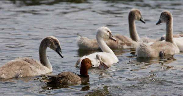 Смешная рыжая утка и четыре молодых лебедя — стоковое фото