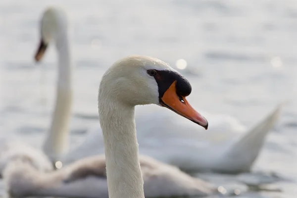 The close-up of the swans — Stock Photo, Image
