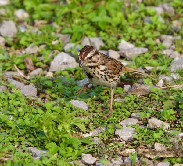 Der lustige Spatz geht irgendwo hin — Stockfoto