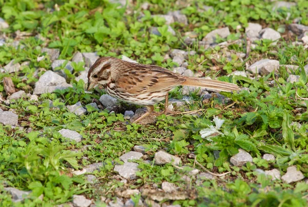 Il passero sta cercando il cibo nell'erba — Foto Stock