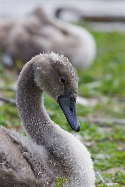 Bella giovane cigno grigio — Foto Stock