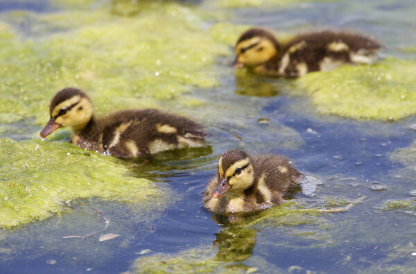 Three cute young ducks