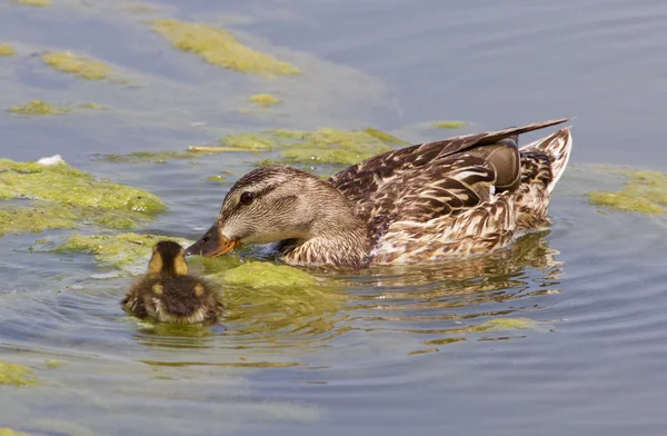 A mãe-pato e seu filhote — Fotografia de Stock