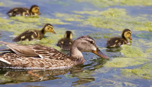 Linda mãe-pato e seus filhotes estão comendo — Fotografia de Stock