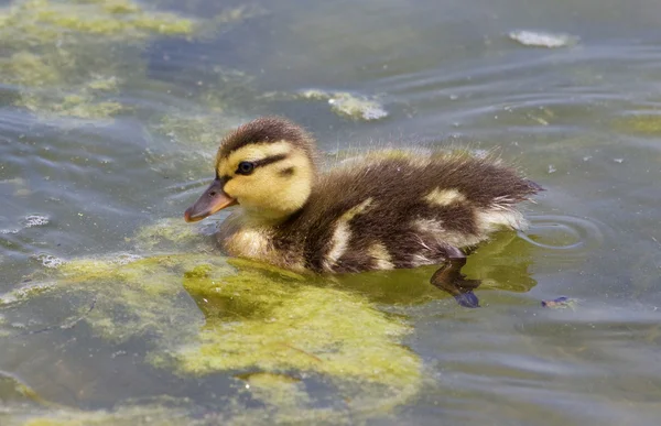 Bonito jovem pato — Fotografia de Stock