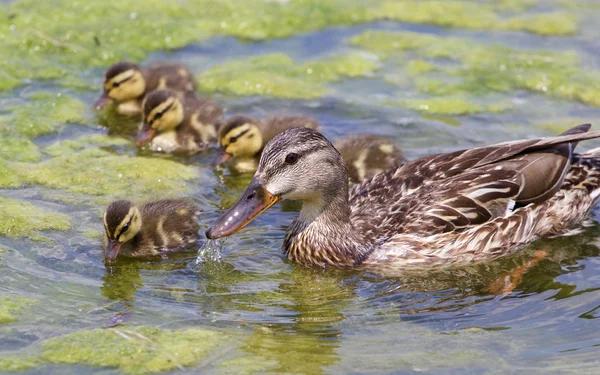 Matka kaczka i pięć z jej piskląt — Zdjęcie stockowe