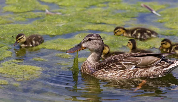 A bela família dos patos jovens — Fotografia de Stock