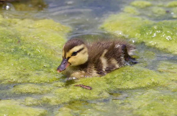 Pintainho muito bonito dos patos — Fotografia de Stock