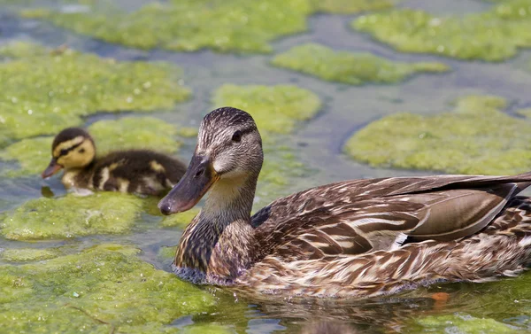 The close-up of the mother-duck and her chick — Stock Photo, Image