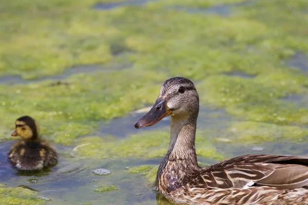 O pato e a sua cria — Fotografia de Stock