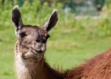 Arka plan ile komik Lama