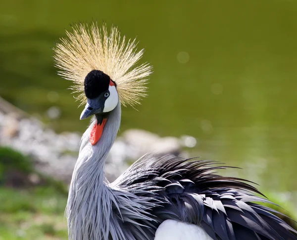 Krásný pták Východoafrické jeřáb — Stock fotografie