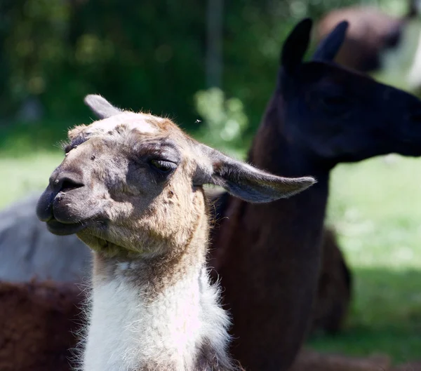 Das Porträt des lustigen Lama — Stockfoto