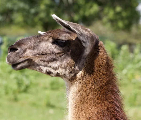 Die schöne Nahaufnahme des Lamas, das seine Ohren bewegt — Stockfoto