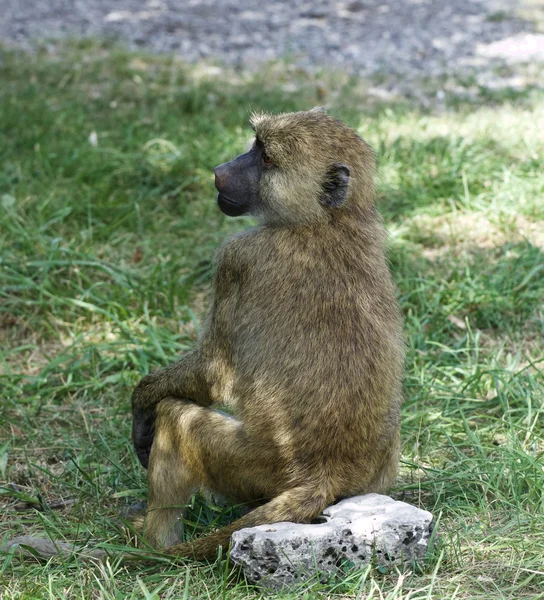 O babuíno engraçado está sentado na rocha — Fotografia de Stock