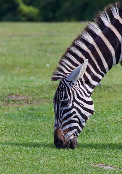 Retrato de Zebra — Fotografia de Stock
