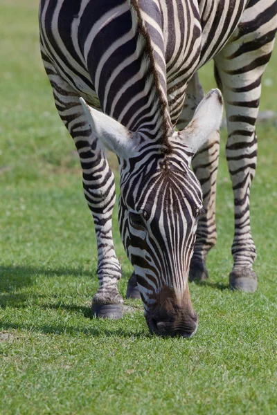 Bela zebra close-up — Fotografia de Stock