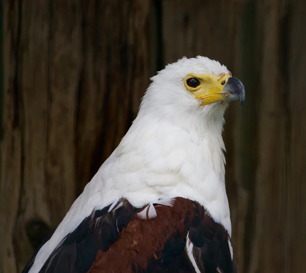 Afrikanska Fish Eagle närbild — Stockfoto