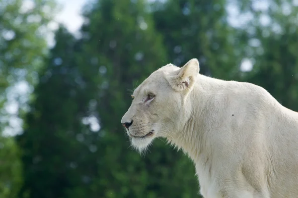 Fundo bonito com um leão branco — Fotografia de Stock